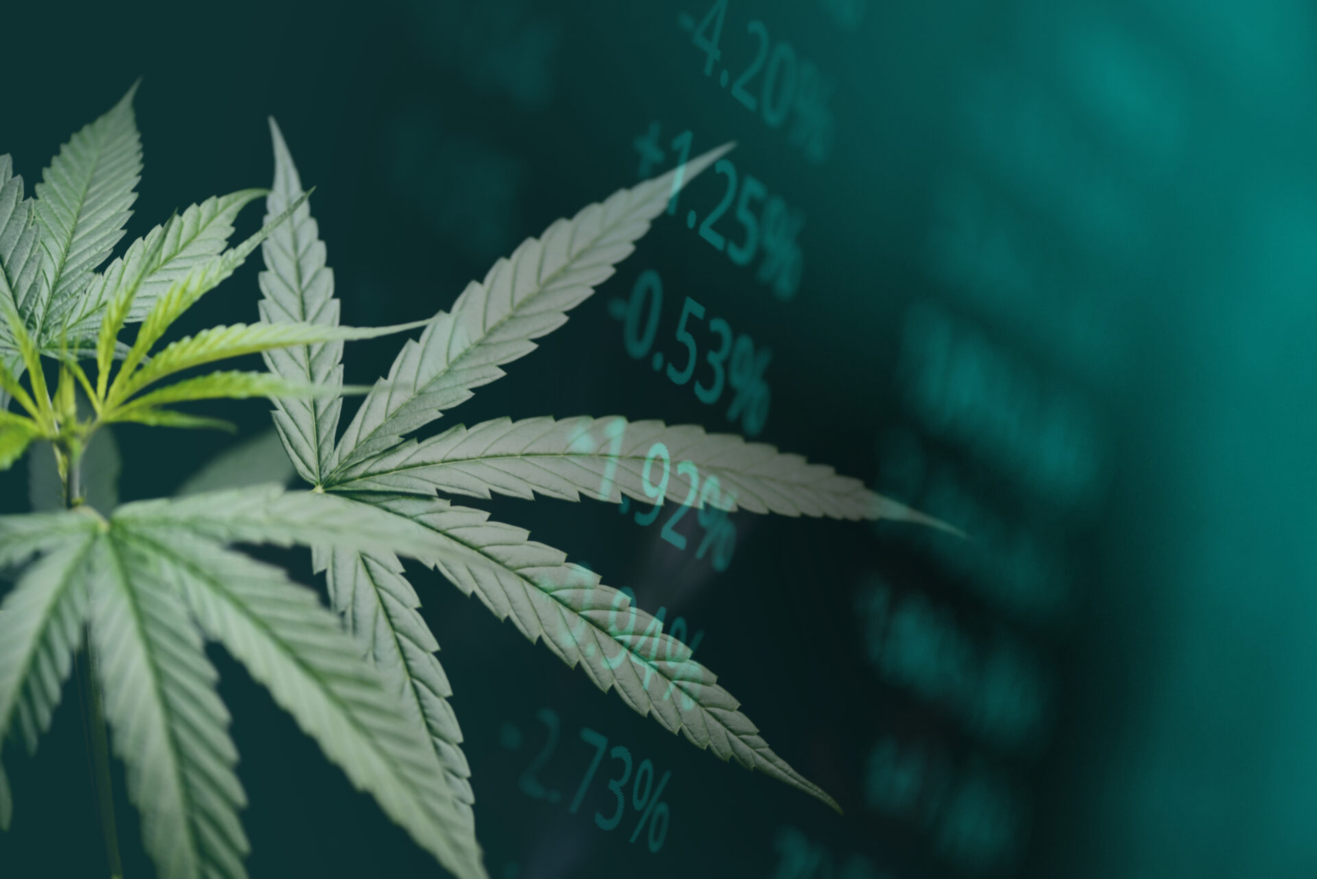 Cannabis business with marijuana leaves and stock graph charts on stock market exchange trading analysis investment, Commercial cannabis medicine money higher value finance and trade profit up trends | Houlihan Capital